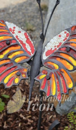 Motýl Afrika